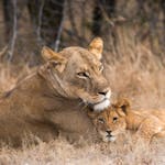 A lioness and her cubs in the Okavango