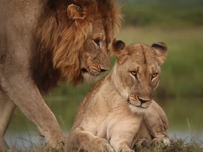 Mark and Jean Skilling: male and female lion