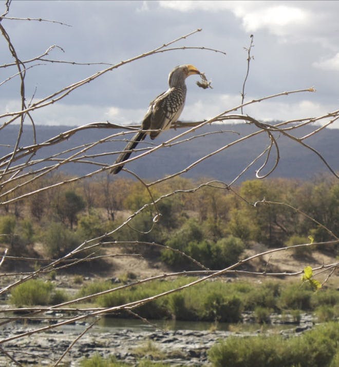 Hornbill in tree Kruger