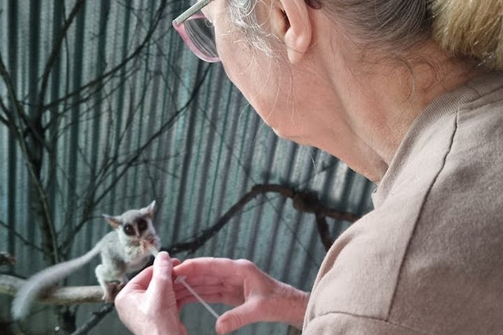 Margaret Houghton: Female volunteer feeding a bushbaby