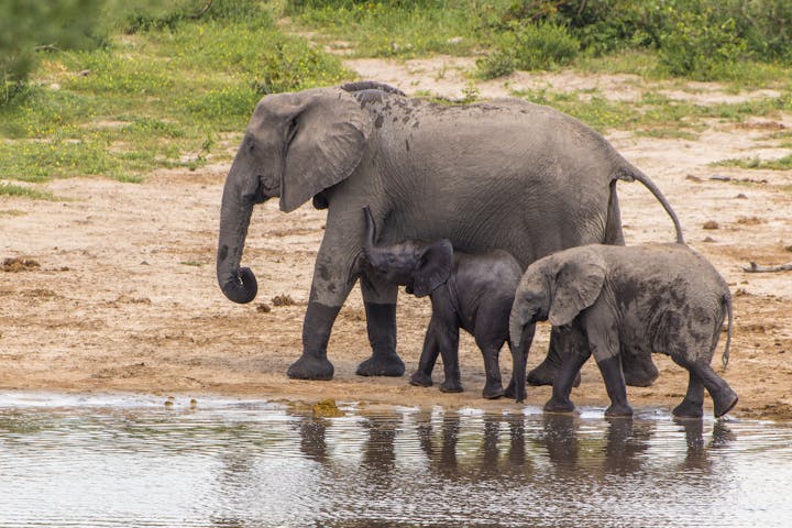 An elephant family in the Okavango Delta