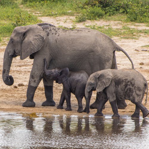 An elephant family in the Okavango Delta