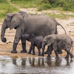 An elephant family in the Okavango Delta