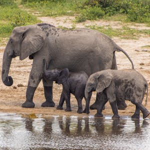 An elephant family in the Okavango Delta
