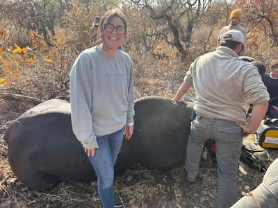 Volunteer with a sedated rhino