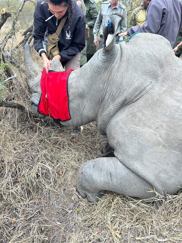 Rhino horn trimming procedure