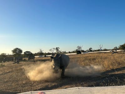 Rhino running after a vehicle