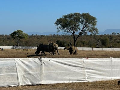 Rhinos in a boma