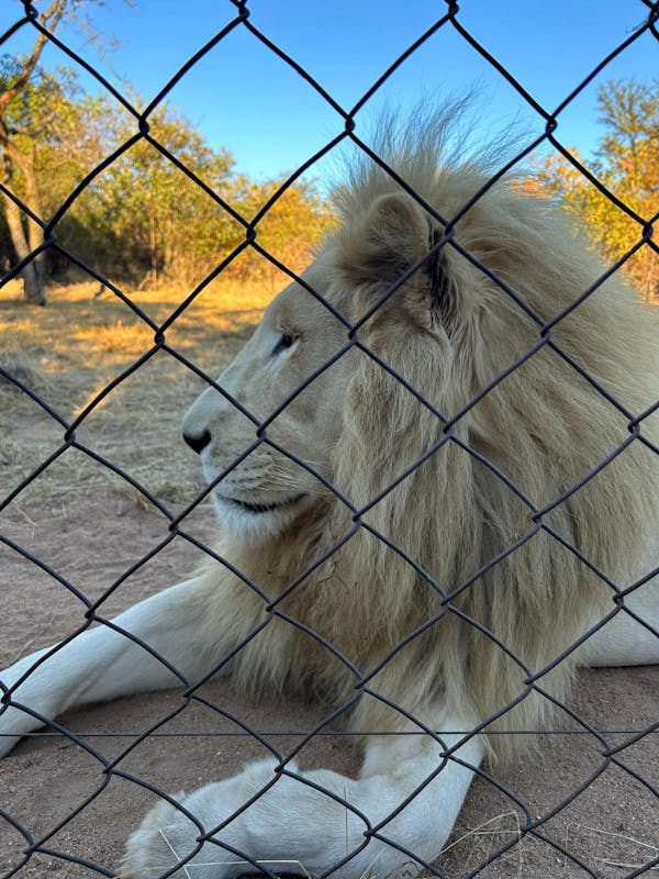 Lion at Moholoholo