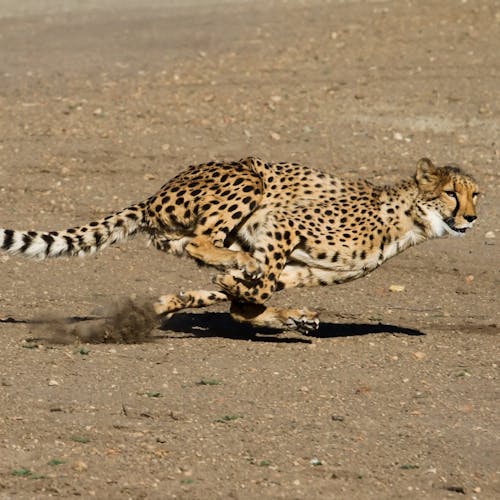 From cheetahs to falcons: The fastest animal in the world (Quiz)