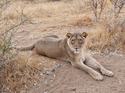 Evie Ancell: a lion close up