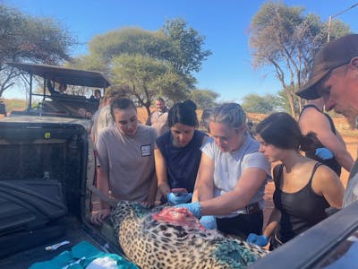 Group of volunteers doing a leopard autopsy