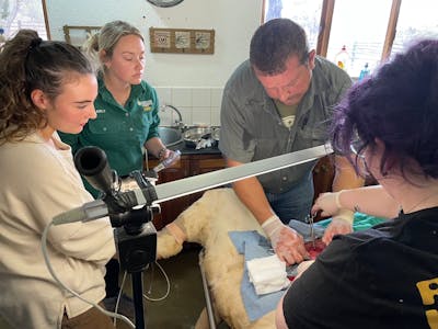 Group of volunteers watching a lion operation