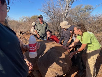 Group of volunteers positioning a sedated rhino