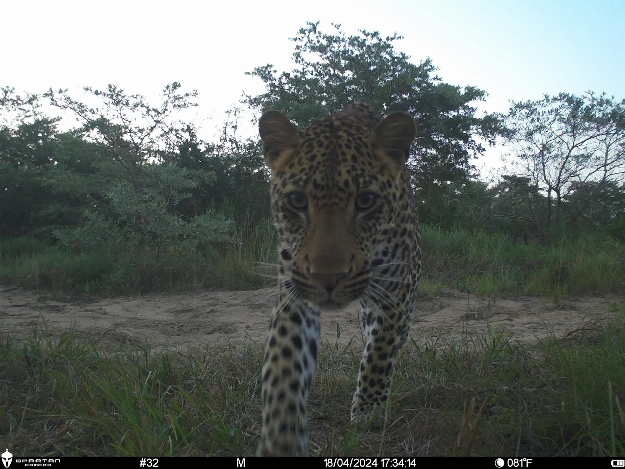 Phinda Camera Trap Survey 2024 ACE Close Up Of Leopard