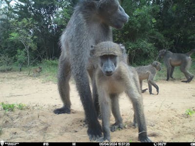 Phinda Camera Trap Survey 2024 Close Up Of Baboon