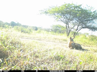 Phinda Camera Trap Survey 2024 Side Striped Jackal