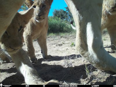 Phinda Camera Trap Survey 2024 Baby Lion Close Up