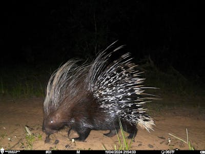 Phinda Camera Trap Survey 2024 Porcupine