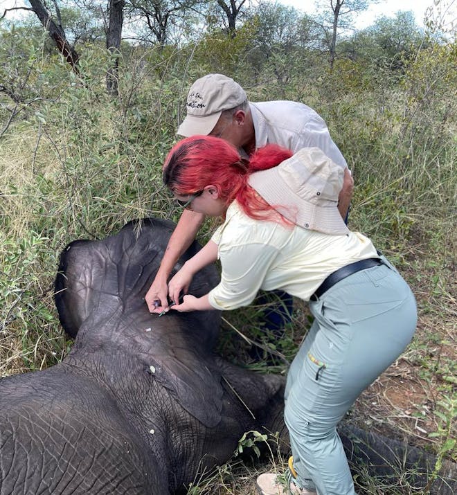 Melany Melkonyan: injecting a sedated elephant