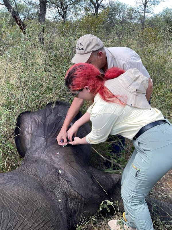 Melany Melkonyan: injecting a sedated elephant