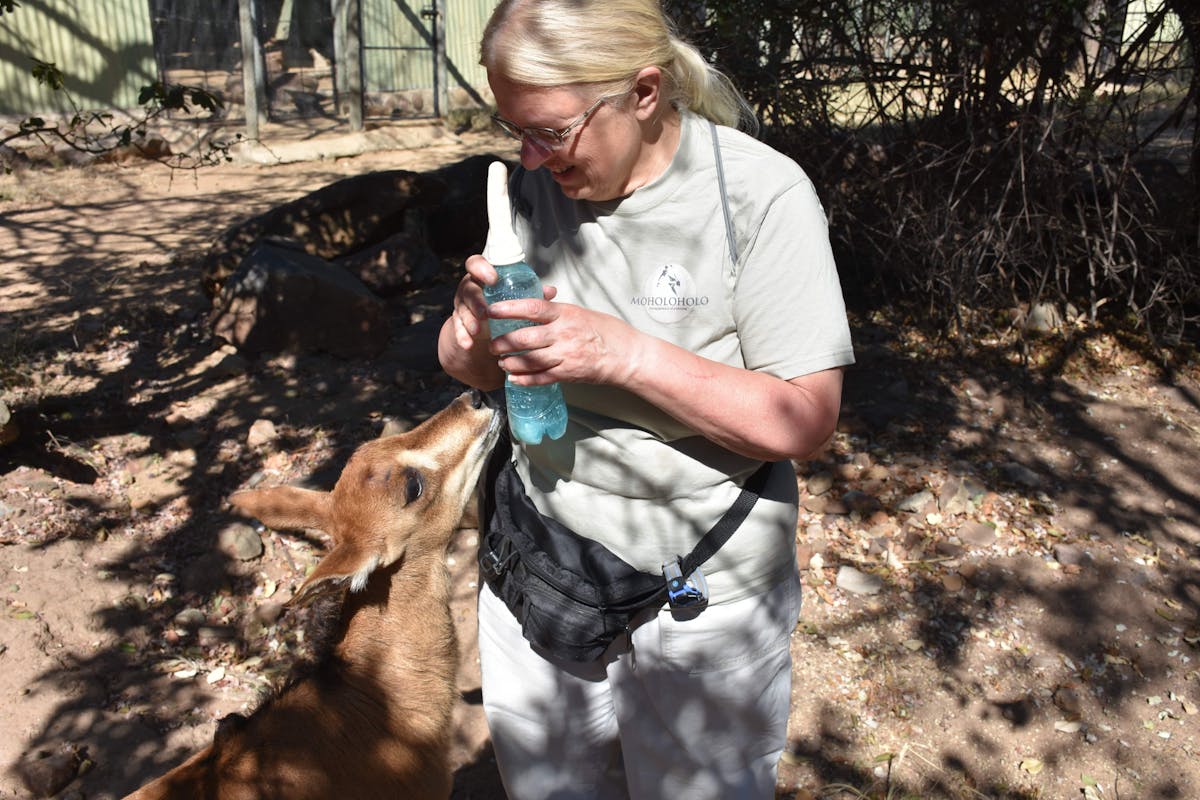 Barbara Merolli: feeding an antelope