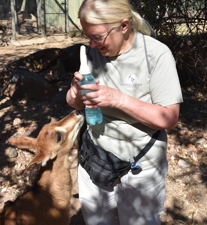 Barbara Merolli: feeding an antelope