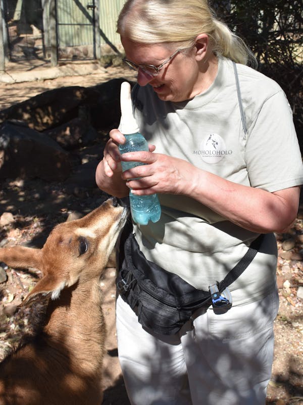 Barbara Merolli: feeding an antelope