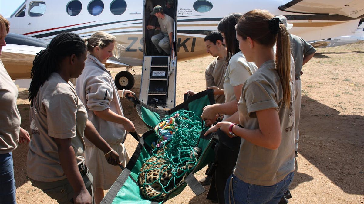 ACE volunteers carrying sedated leopard into a small plane