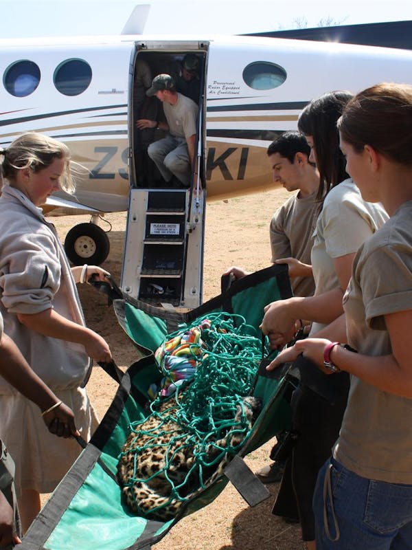 ACE volunteers carrying sedated leopard into a small plane