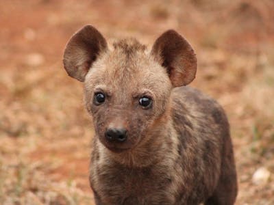 Nathalie Neumann: Hyena closeup 