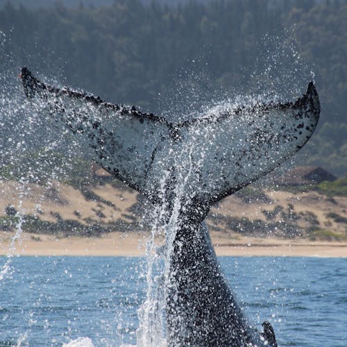 Close-up of a humpback whale tail