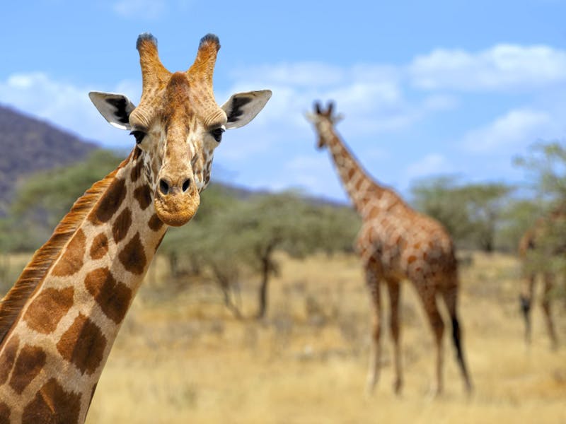 A giraffe looking directly at the camera with another out of focus in the distance