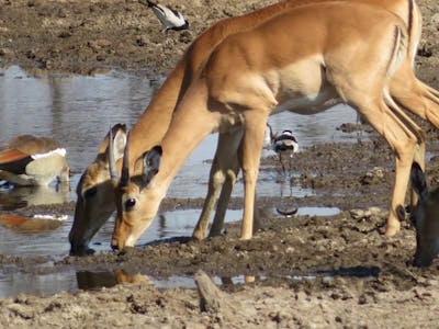 Rebecca Bower: antelope drinking from water