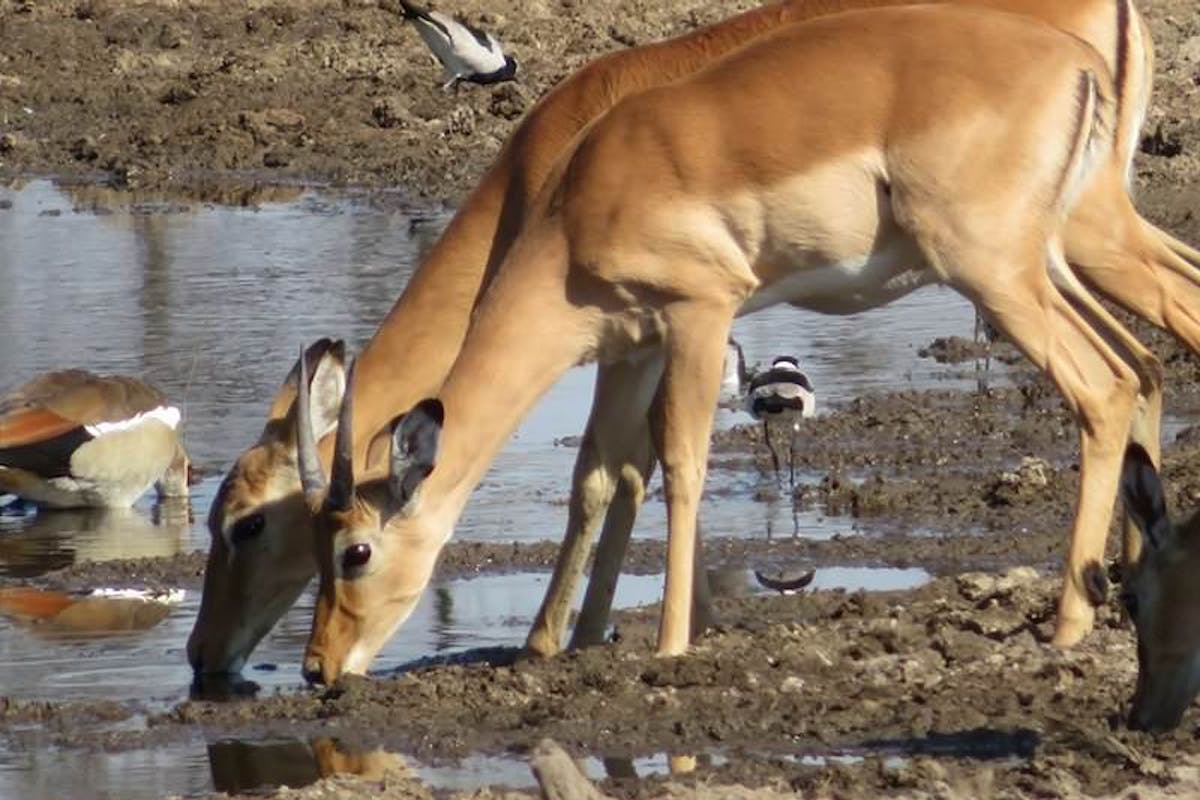 Rebecca Bower: antelope drinking from water