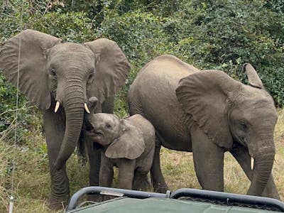 Payton McGarva: Family of elephants