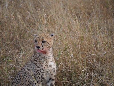 Siske Loggie: close-up of a cheetah