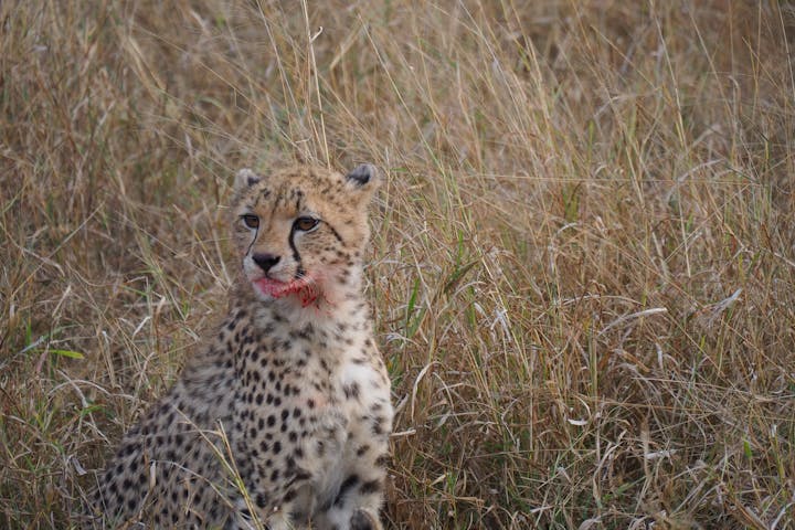 Siske Loggie: close-up of a cheetah
