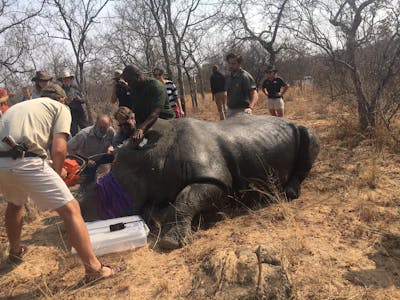 Emily Guinane: rhino de-horning