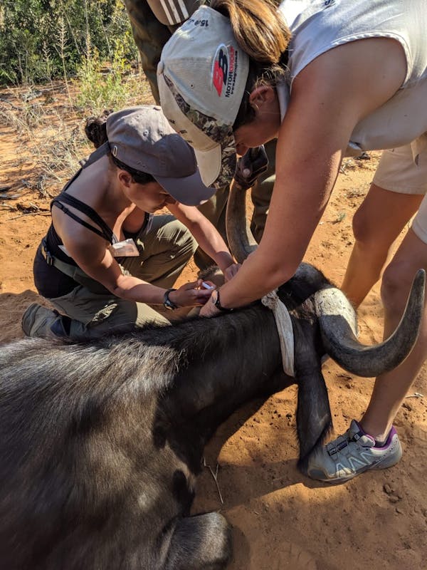 Emma Onyejekwe: injecting a buffalo