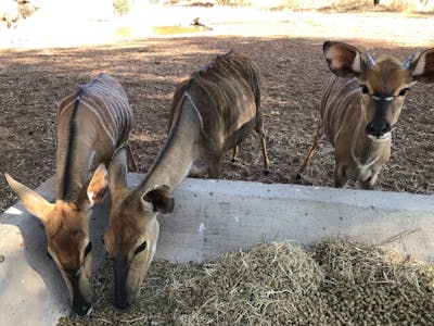 Sophia Greisen: antelope's eating