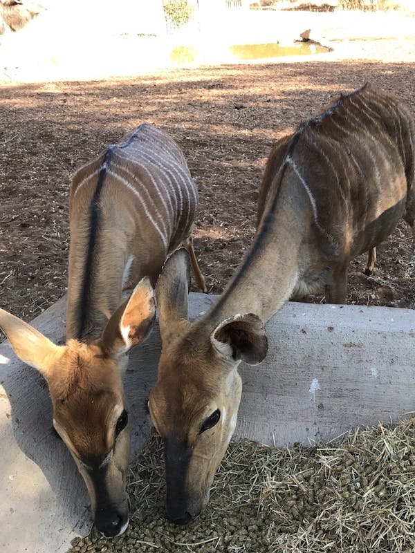 Sophia Greisen: antelope's eating