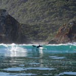 Dolphins breaching in front of waves and mountans