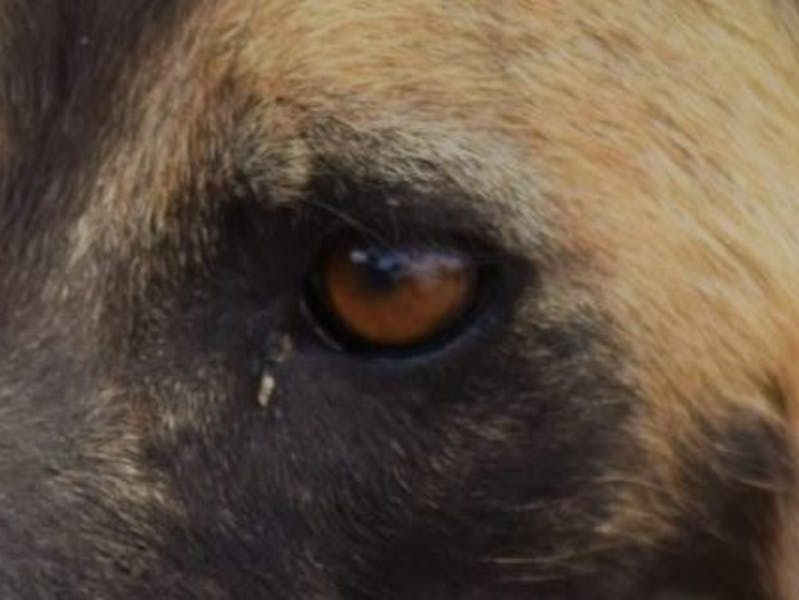 Close up of a wild dog eye
