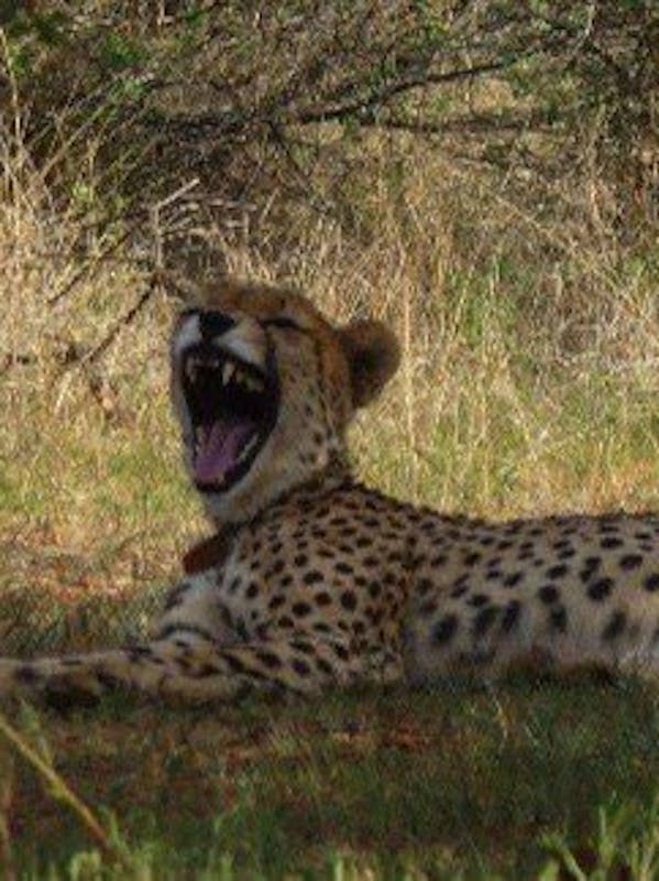 Moloko: Rebecca the cheetah