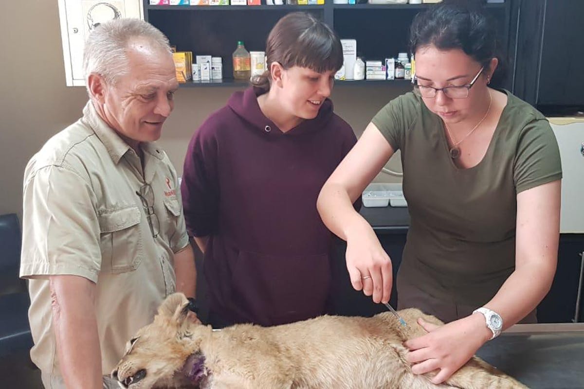 Emma Ruggles: operating on a lion cub