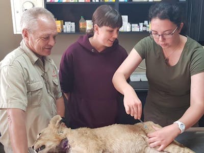 Emma Ruggles: operating on a lion cub