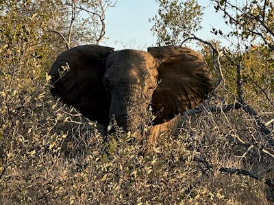Payton McGarva: Elephant in the bush