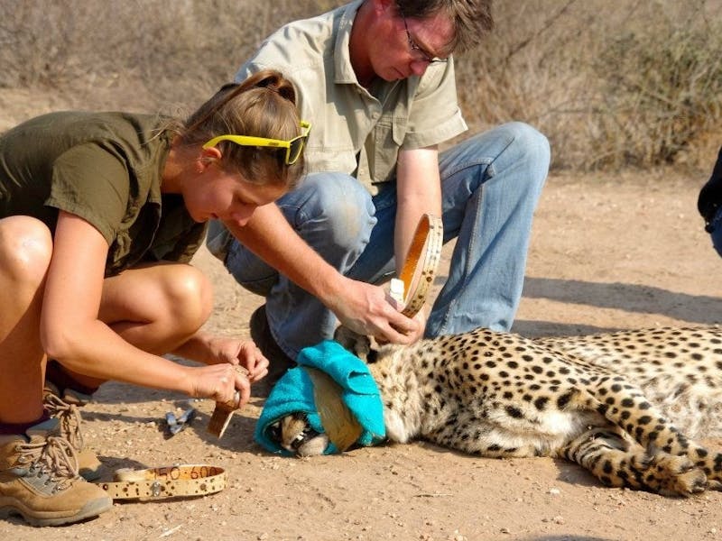 An ACE volunteer crouches over a sedated Cheetah and assists a Veterinarian