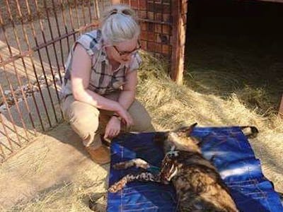 Anja Sutton with an injured wild dog